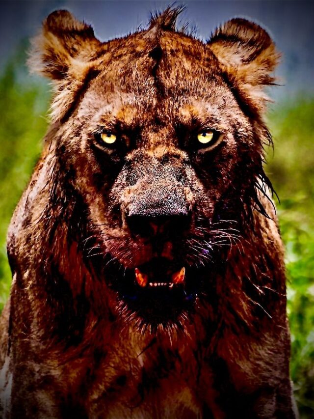 Nature’s Most Terrifying Predators